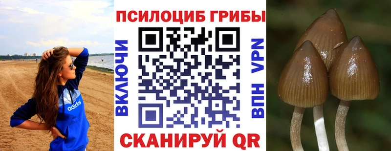 Купить закладки  Темников  Псилоцибиновые грибы Magic Shrooms 